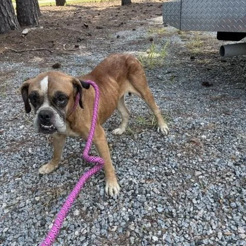 Lydia is a Boxer thumbnail 6