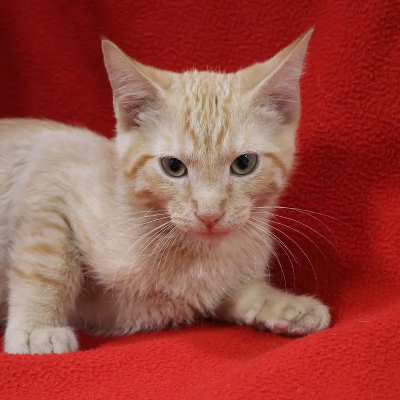 A baby small-sized male Orange / Red Domestic Short Hair cat named Big Boy for adoption in Saint Charles, MO