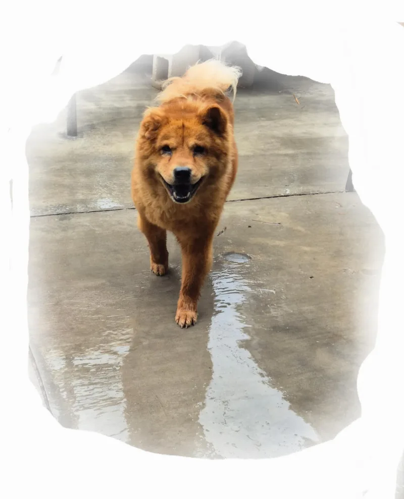 Ms. Mocha Chow
