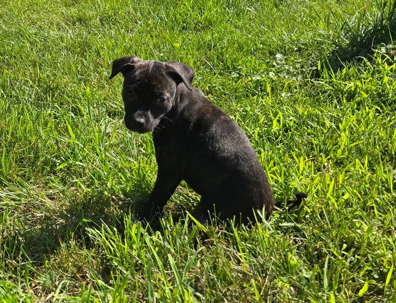A baby small-sized female Mixed Breed dog named Gloin for adoption in Monona, WI