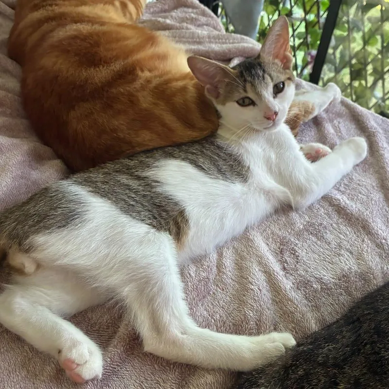A baby medium-sized male Tabby (Brown / Chocolate) American Shorthair cat named Gremlin for adoption in miami, FL