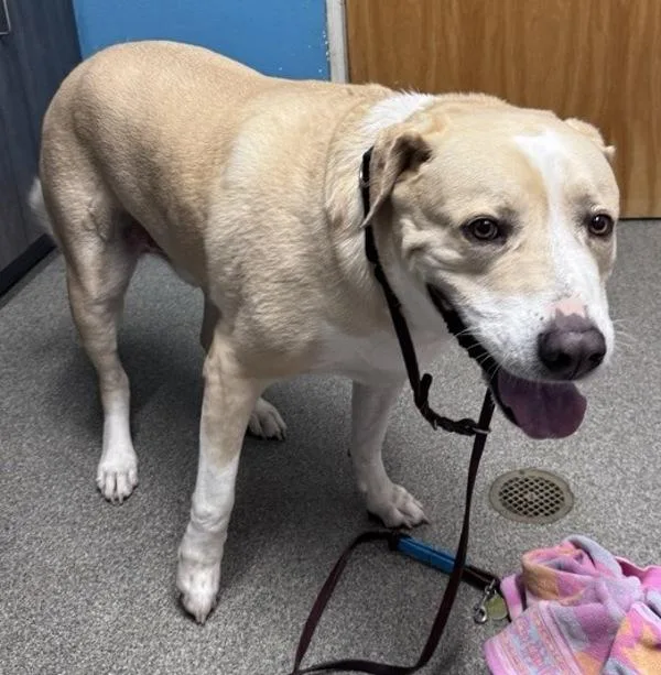 An adult large-sized male Labrador Retriever dog named Bear for adoption in Escondido, CA