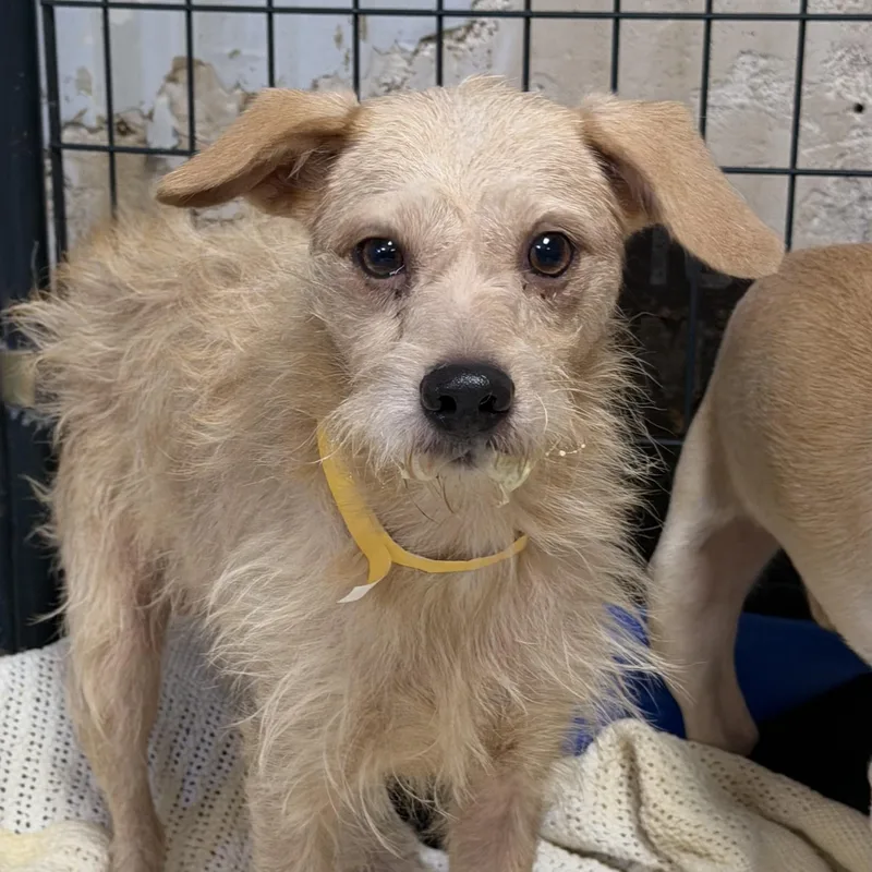 An adult small-sized male Yellow / Tan / Blond / Fawn Mixed Breed dog named Pa for adoption in Columbia, SC