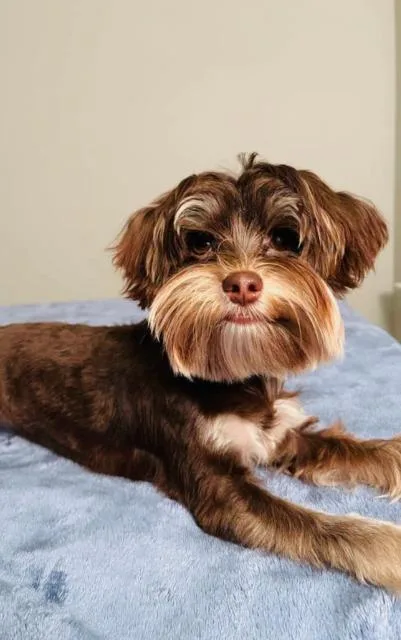 An adult small-sized male Yorkshire Terrier dog named Rocket for adoption in Hampton, VA