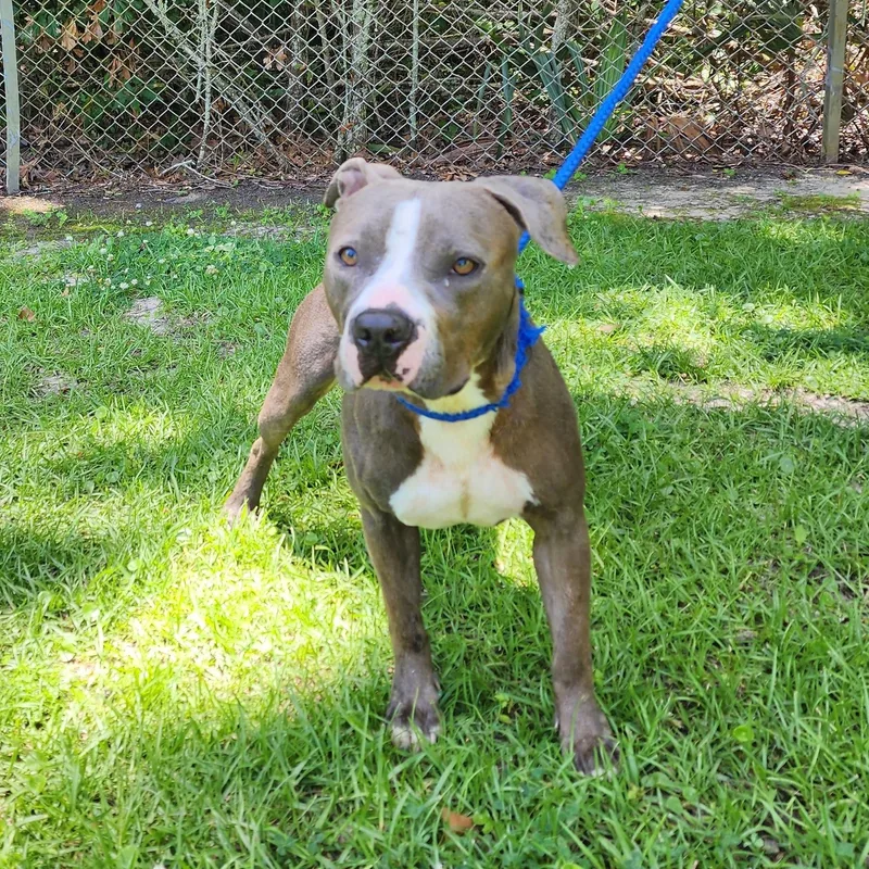 A young medium-sized female Gray / Blue / Silver Mixed Breed dog named Catarina for adoption in Slidell, LA