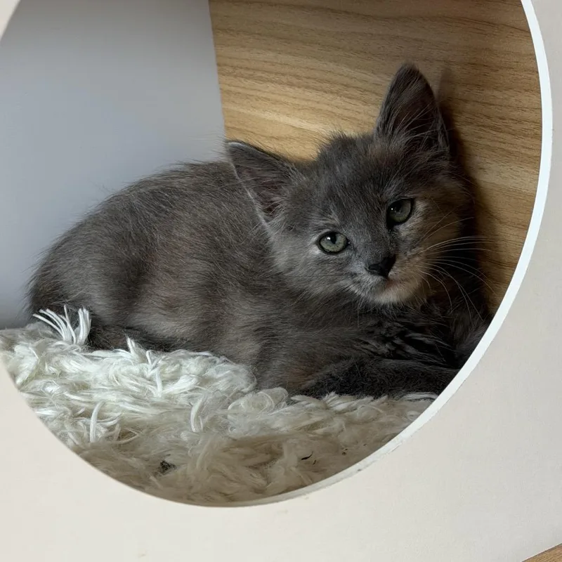 A baby small-sized female Gray / Blue / Silver Domestic Long Hair cat named Macy for adoption in Long Beach, CA