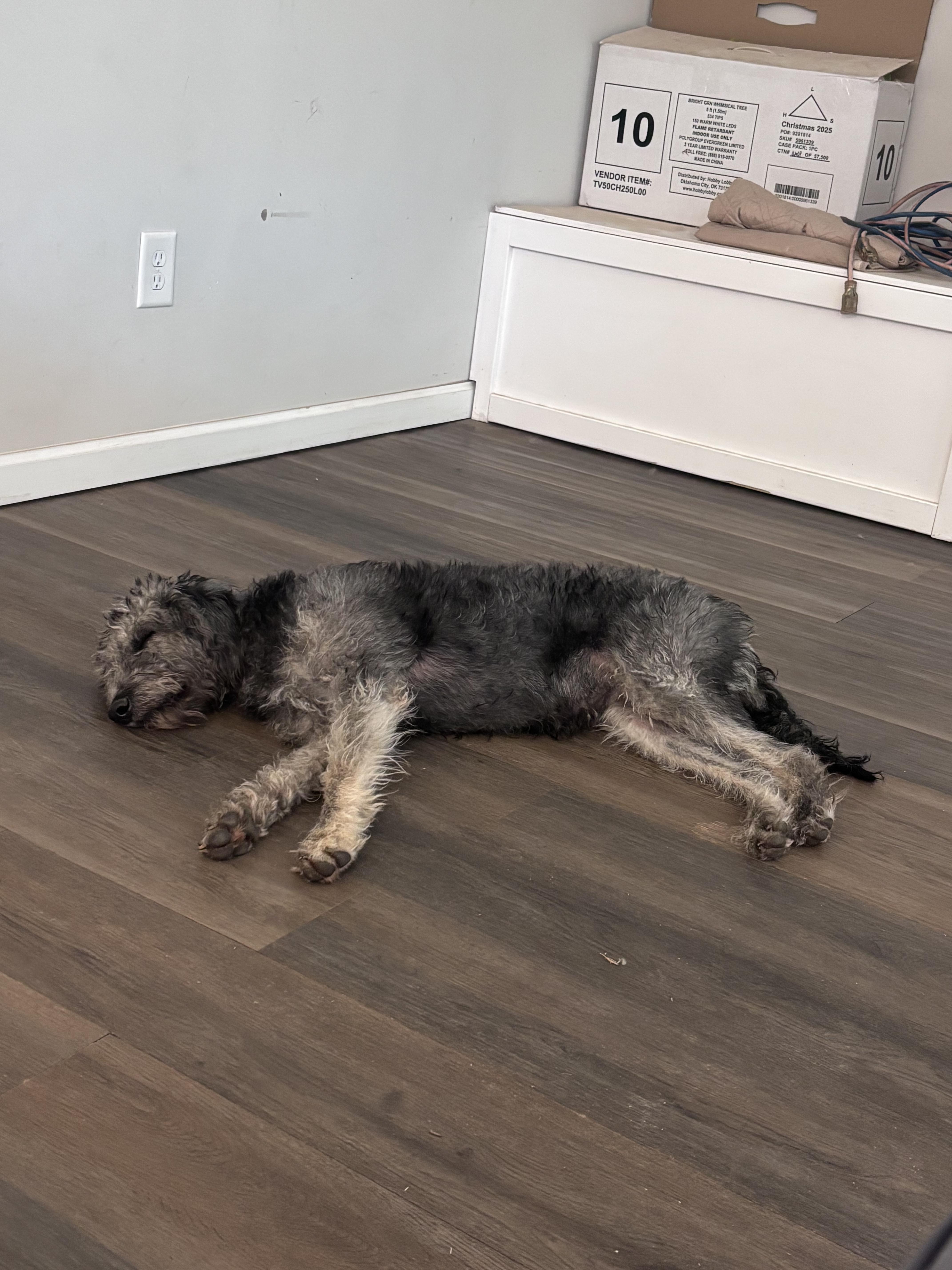 A young medium-sized female Standard Poodle dog named Killarny for adoption in Winder, GA