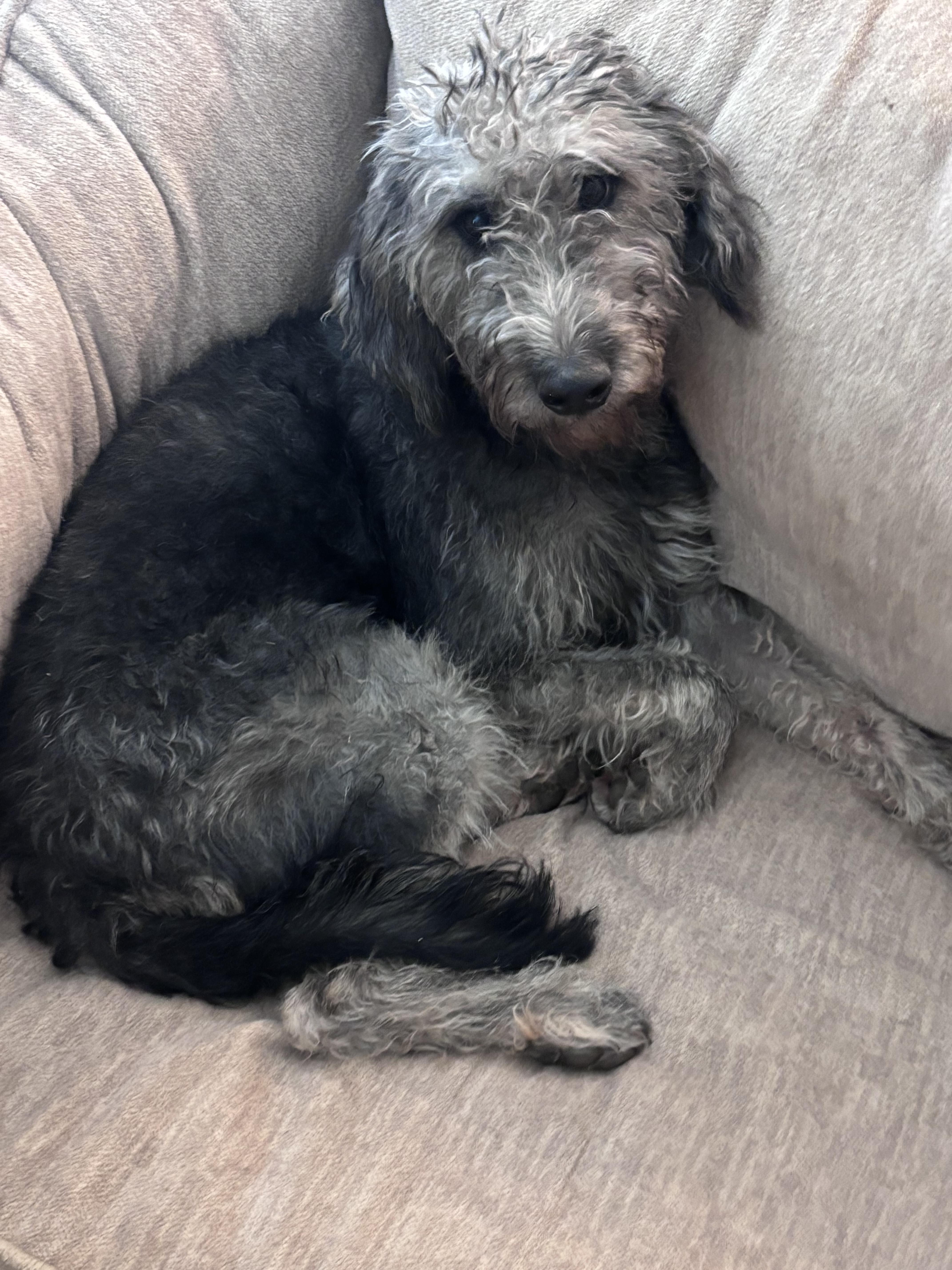 Killarny thumbnail 2