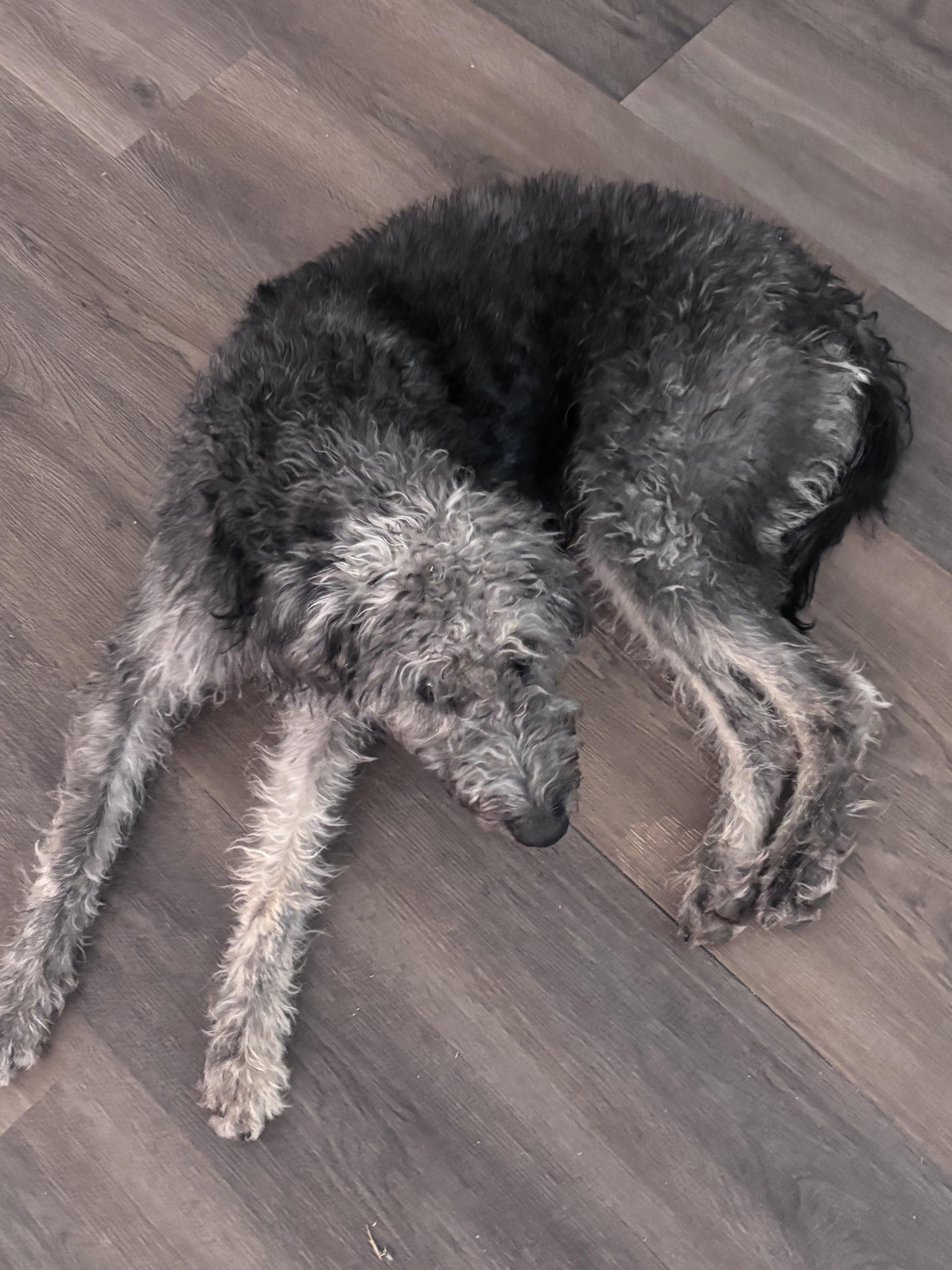 Killarny thumbnail 3