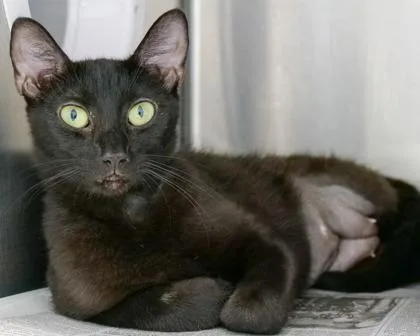 An adult small-sized female Domestic Short Hair cat named Blythe for adoption in West Seneca, NY