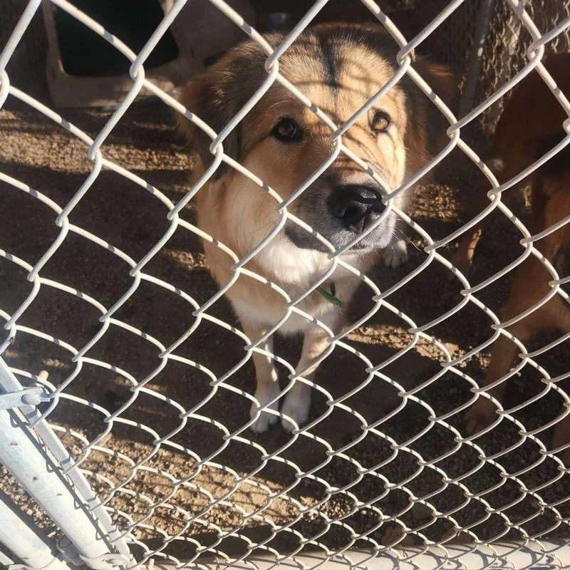 An adult medium-sized male Brown / Chocolate Shepherd dog named Rubert for adoption in Kingman, AZ