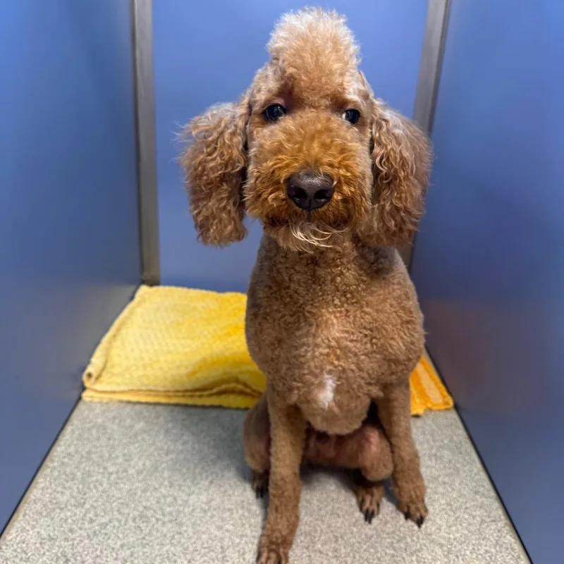 A senior large-sized male Red / Chestnut / Orange Standard Poodle dog named Thor for adoption in Englewood, FL