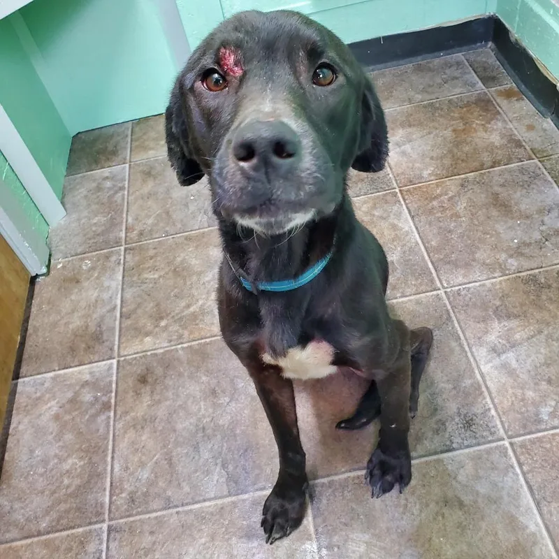 An adult large-sized male Labrador Retriever dog named Gideon for adoption in Glenfield, NY