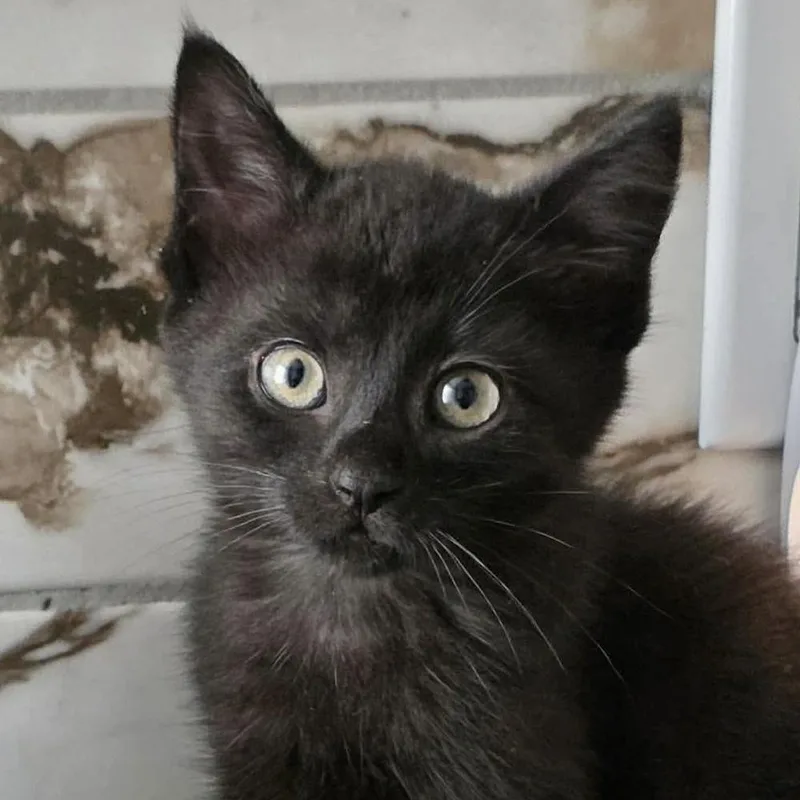 A baby small-sized male Domestic Short Hair cat named Tuna for adoption in Chicago, IL
