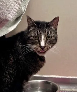 A senior small-sized female Domestic Short Hair cat named Sox for adoption in Bellevue, WA