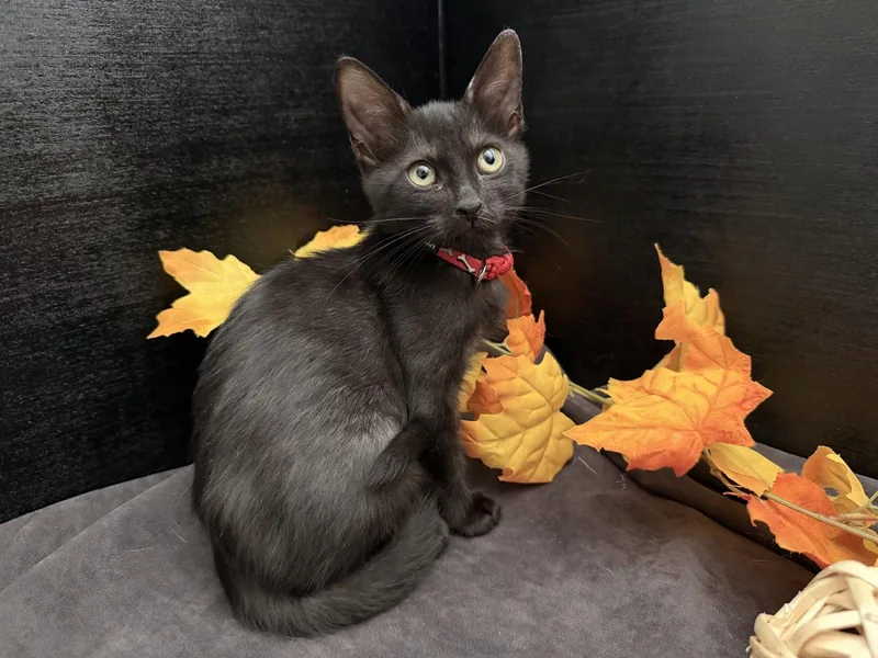 A baby small-sized female Black Domestic Short Hair cat named Tonya for adoption in Fayetteville, GA