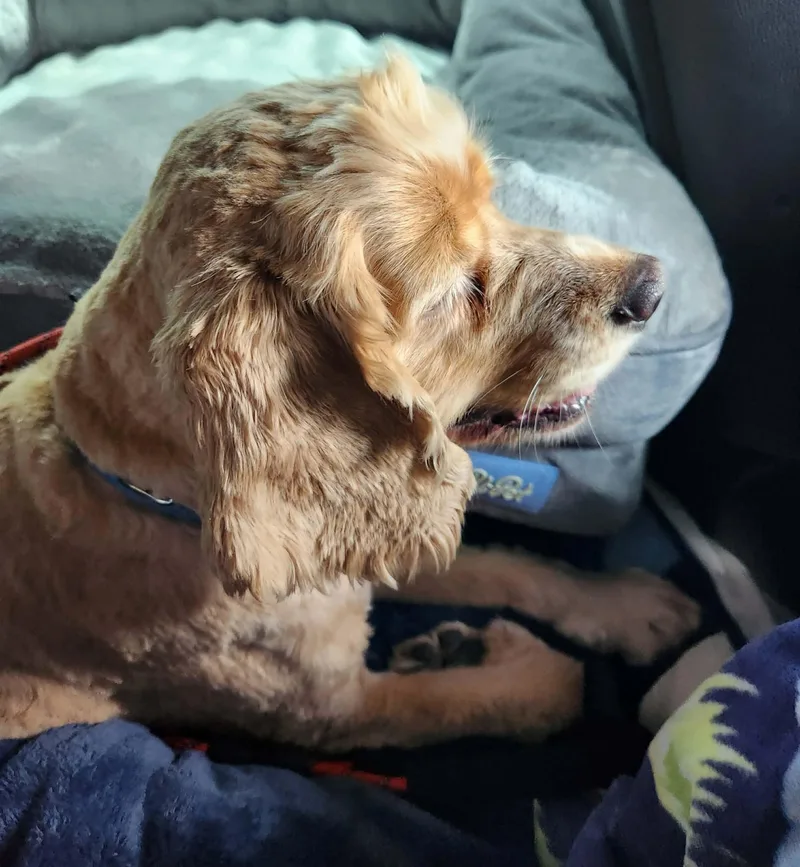 Sadie Mae thumbnail 4