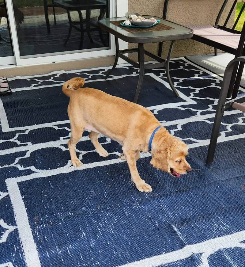 Sadie Mae thumbnail 5