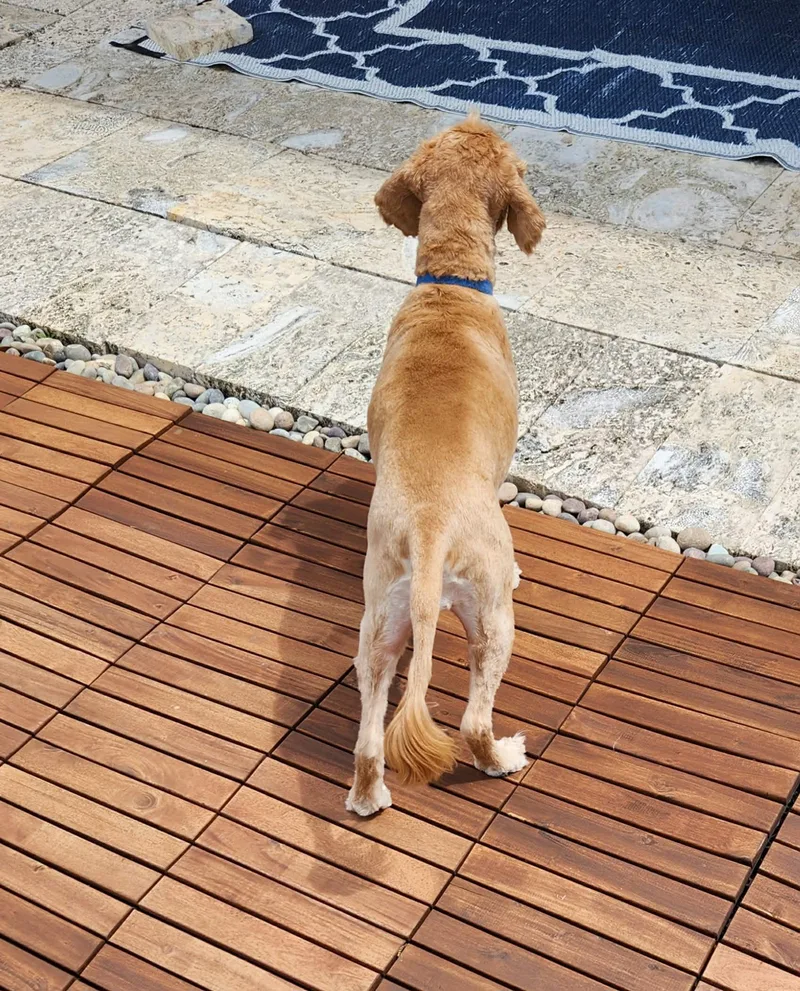 Sadie Mae thumbnail 6