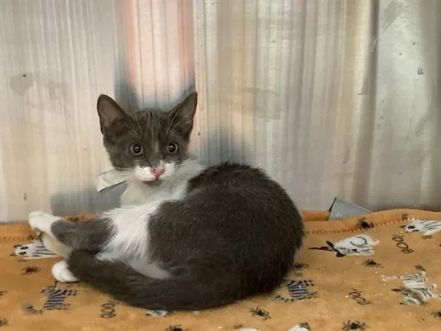 A baby small-sized female Domestic Short Hair cat named Mckenzi for adoption in Tustin, CA