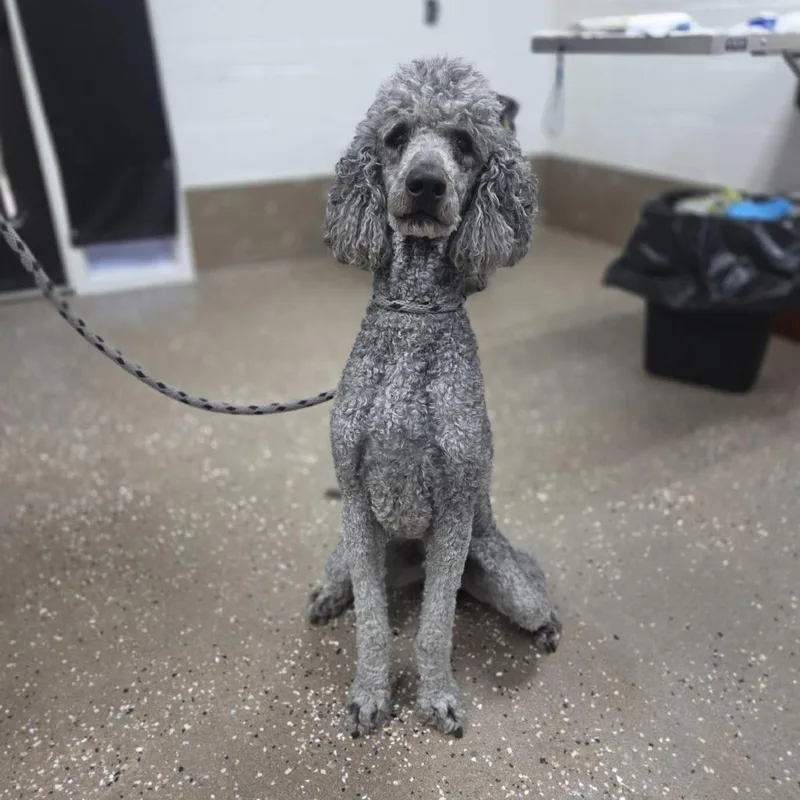 An adult large-sized male Gray / Blue / Silver Standard Poodle dog named Lobo for adoption in Incline Village, NV