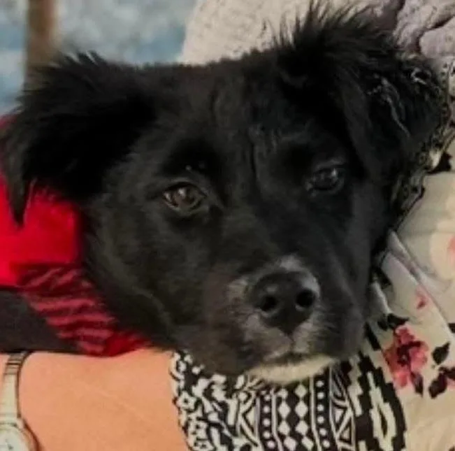 A young medium-sized female Tricolor (Brown, Black, & White) Mixed Breed dog named Mojave for adoption in Long Island City, NY