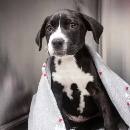A baby small-sized male White / Cream Labrador Retriever dog named Hank for adoption in Atlanta, GA