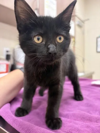 A baby small-sized female Domestic Short Hair cat named Sandra Bullock for adoption in Fishers, IN