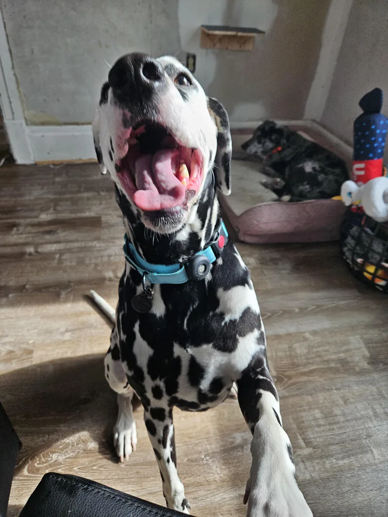 An adult large-sized male Dalmatian dog named Pongo for adoption in China Township, MI