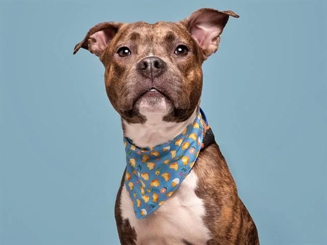 A young medium-sized male Pit Bull Terrier dog named Bear Bear for adoption in Saint Louis, MO