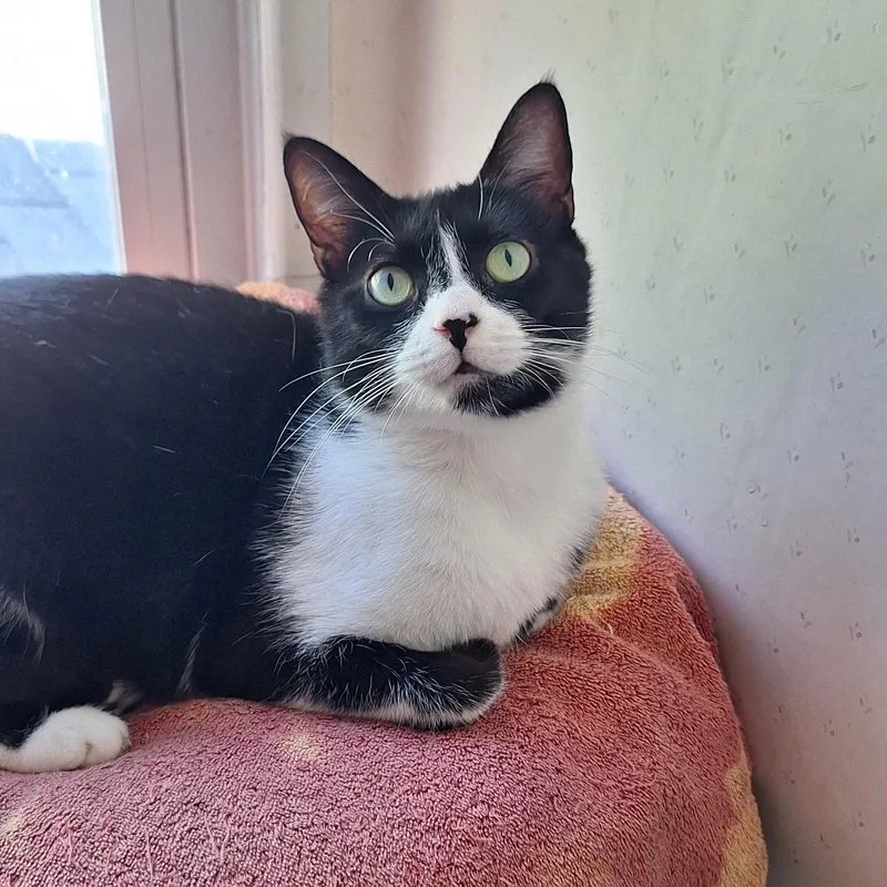 An adult medium-sized female Black & White / Tuxedo Domestic Short Hair cat named Marigold for adoption in BUTLER, PA