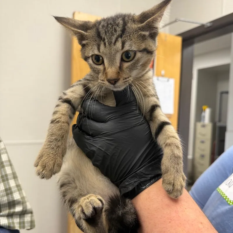 A baby small-sized male Gray / Blue / Silver Domestic Short Hair cat named Ghost for adoption in Columbiana, AL