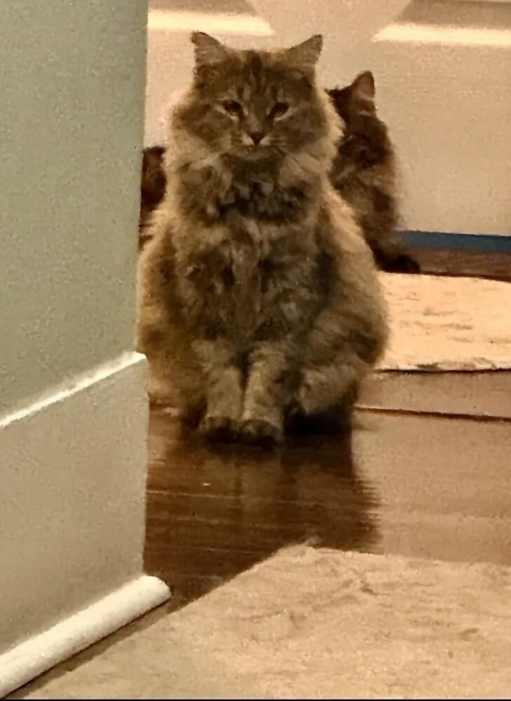 An adult medium-sized female Siberian cat named Rosie for adoption in Little Rock, AR