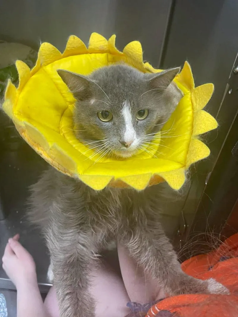 An adult large-sized male Domestic Long Hair cat named Fatty for adoption in Stillwater, OK