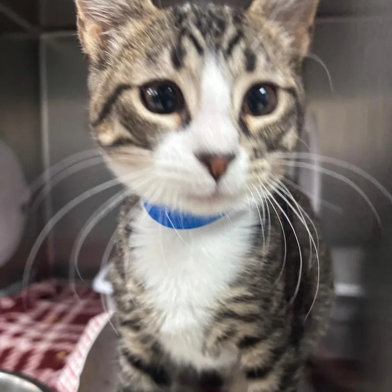 A baby small-sized male Brown / Chocolate Domestic Short Hair cat named Turner for adoption in Lakeland, FL