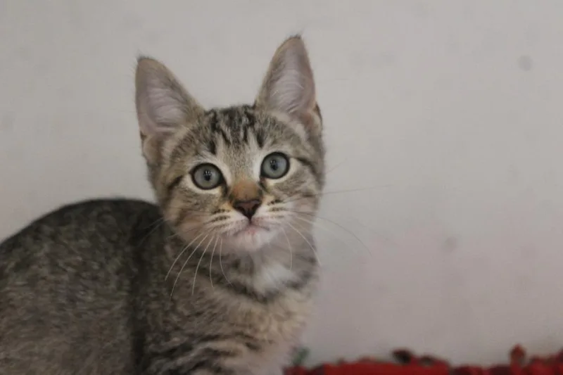 A baby medium-sized female Domestic Short Hair cat named Hype for adoption in Chestertown, MD