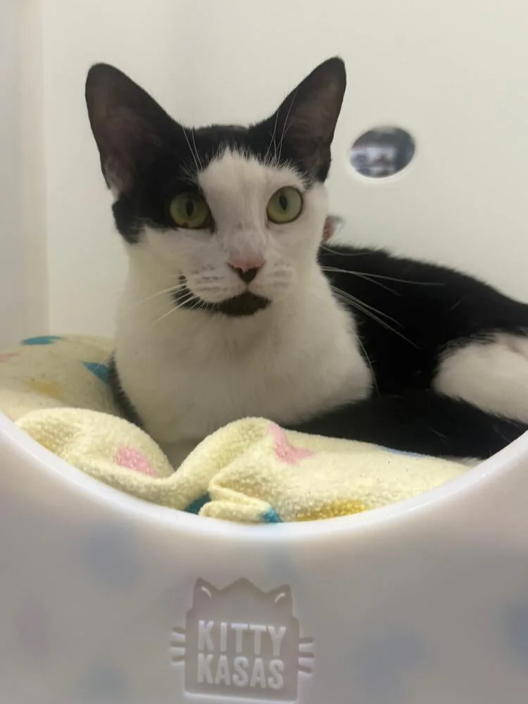 A young small-sized female Black & White / Tuxedo Domestic Short Hair cat named Lucy for adoption in Orlando, FL