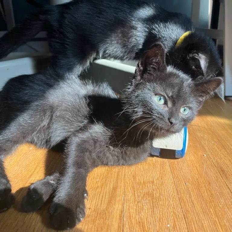 A baby small-sized female Black Domestic Short Hair cat named Shower for adoption in Evanston, IL