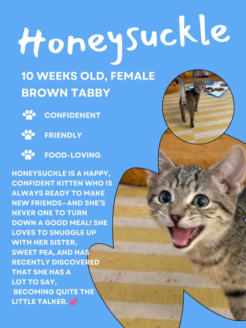 A baby medium-sized female Tabby cat named Honeysuckle    for adoption in Greenville, DE