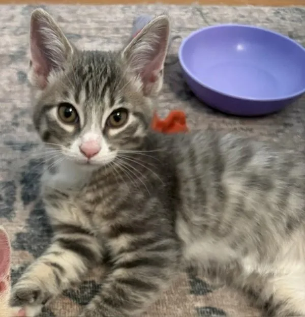 Victor
