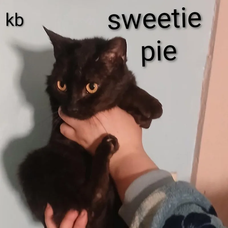 An adult small-sized female Black Domestic Medium Hair cat named Sweetie Pie for adoption in Ringtown, PA