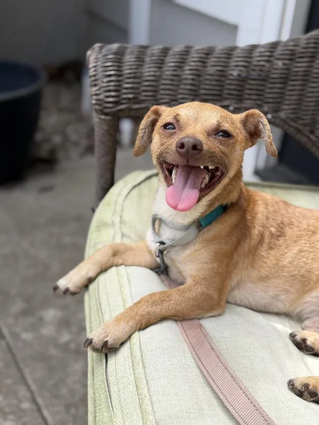 A young small-sized male Chihuahua dog named Kuzco for adoption in Santa Barbara, CA