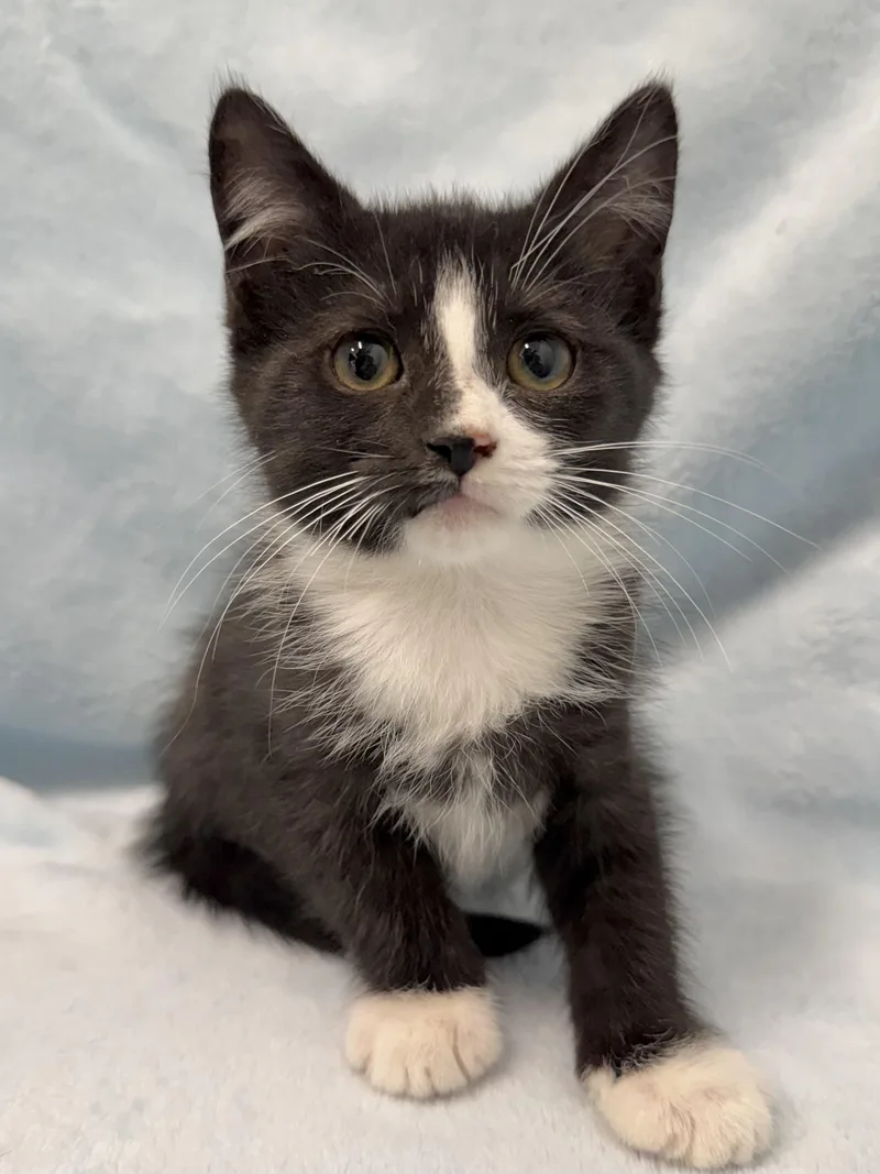 A baby medium-sized male Black & White / Tuxedo Domestic Short Hair cat named Zayu for adoption in Greensboro, NC