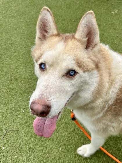 An adult large-sized male White / Cream Siberian Husky dog named Cannoli for adoption in Wichita, KS