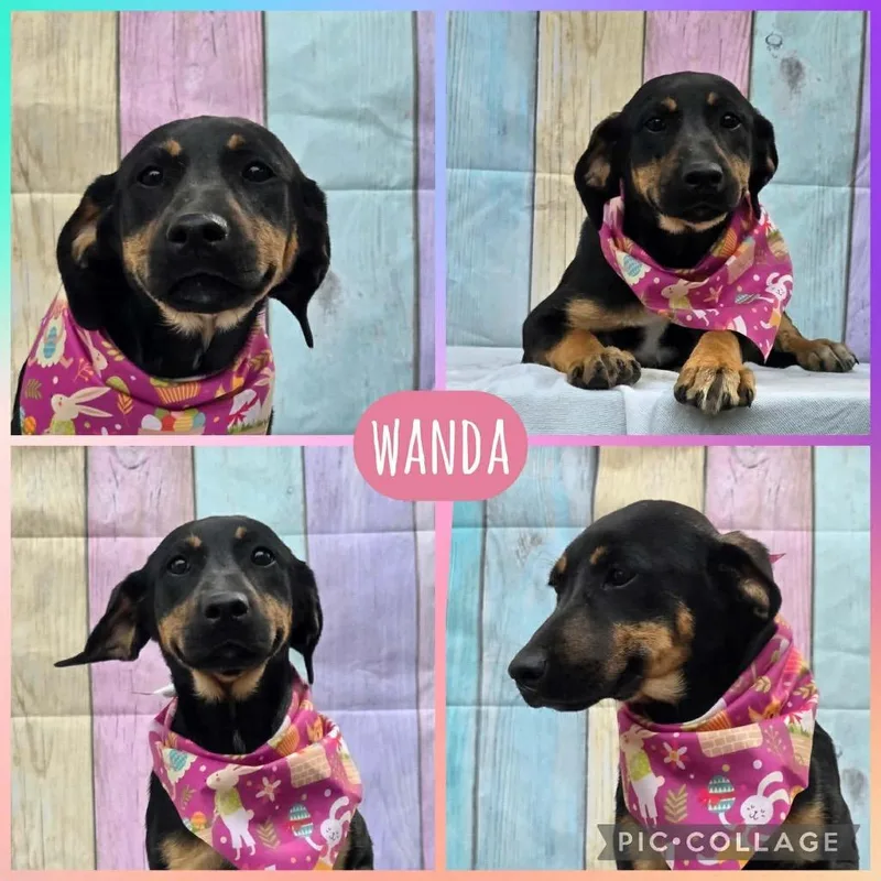 A baby extra large-sized female Hound dog named Wanda for adoption in North Syracuse, NY