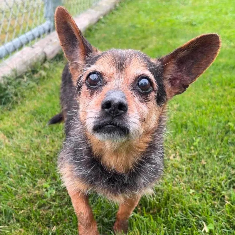 A senior small-sized male Yorkshire Terrier dog named Broccolini for adoption in Valparaiso, IN