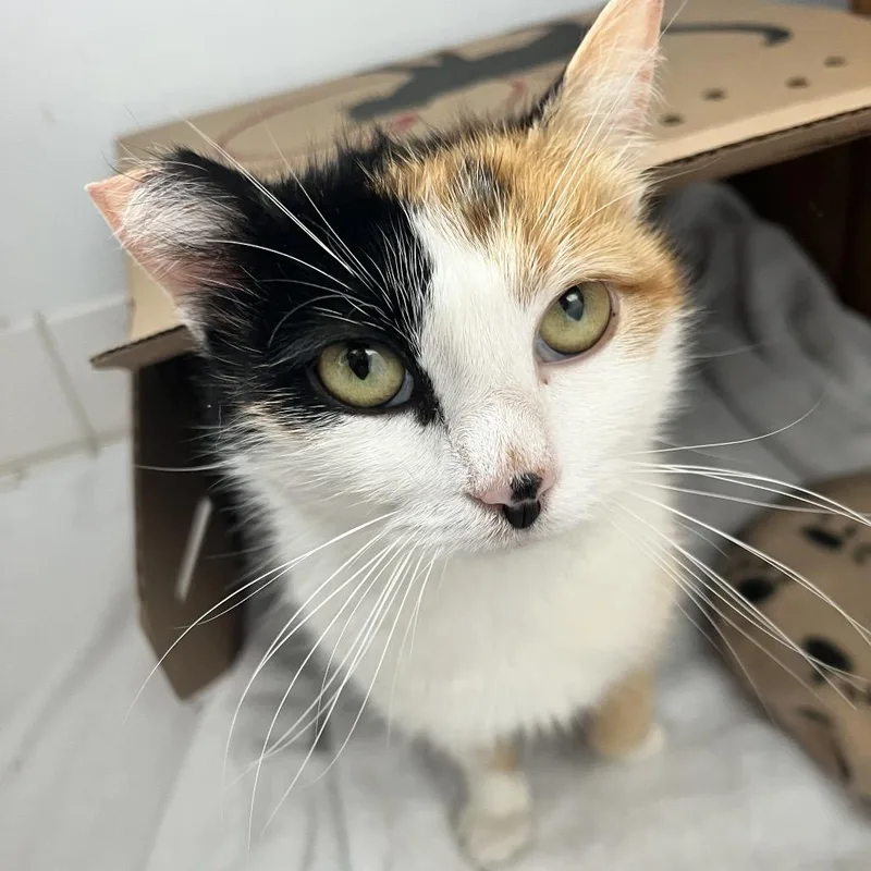 An adult medium-sized female Calico Domestic Short Hair cat named Sammi for adoption in Philadelphia, PA