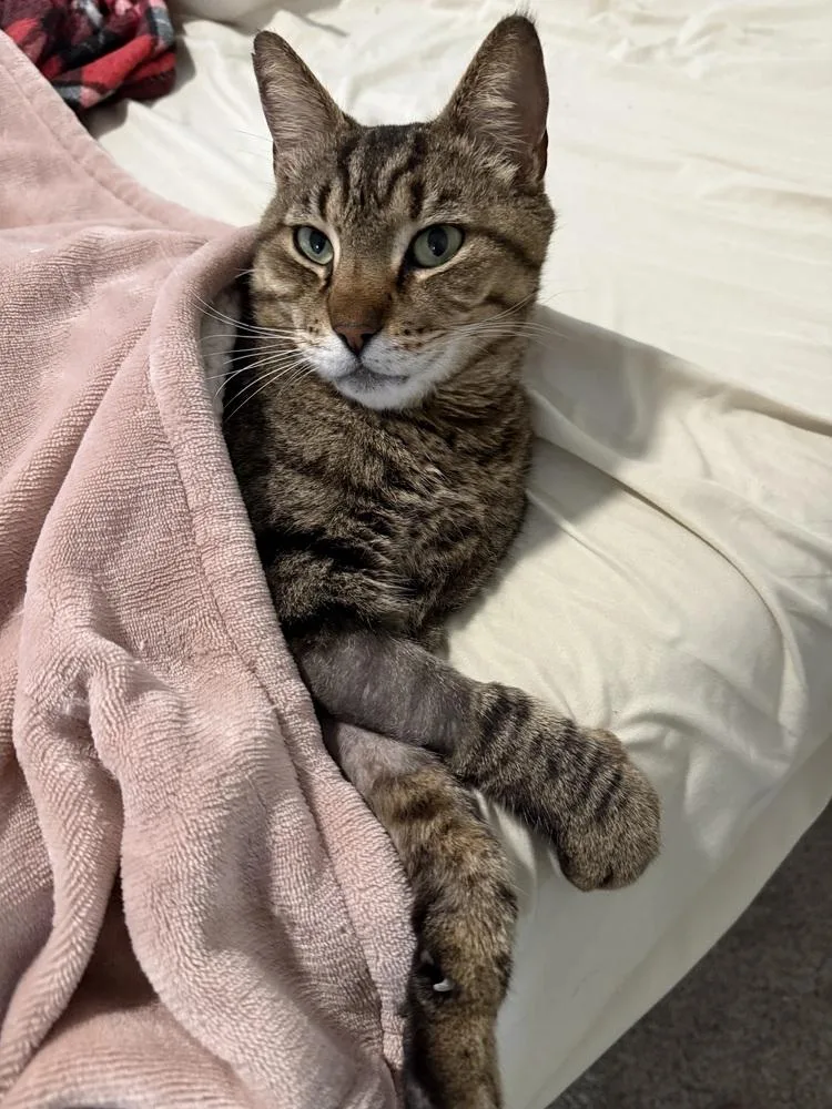 An adult medium-sized male Domestic Short Hair cat named Cody for adoption in Brandon, FL