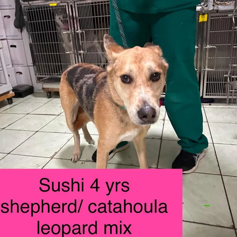 Sushi