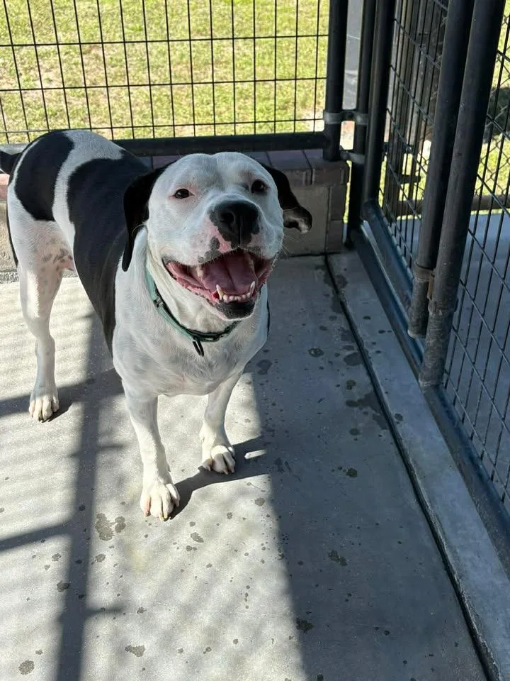 An adult large-sized female Mixed Breed dog named Ryder for adoption in Ocala, FL